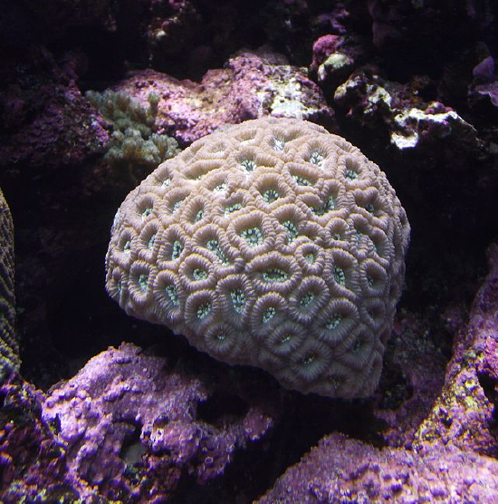 Favites abdita (Moon Coral, Pineapple Coral, Brain Coral, Star Coral)